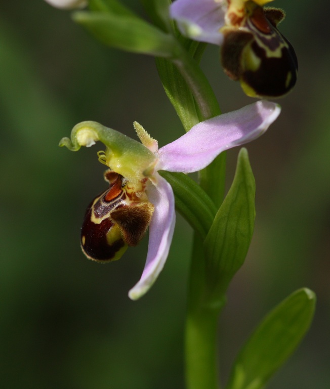 Id Orchidea 1